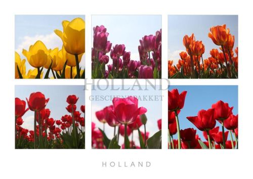 Ansichtkaart Tulp-Holland